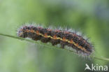 Kleine rietvink (Simyra albovenosa)