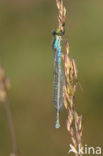 Kleine Roodoogjuffer (Erythromma viridulum)