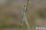 Kleine Roodoogjuffer (Erythromma viridulum)