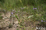 Kleine steentijm (Clinopodium acinos) 