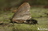 Kleine wintervlinder (Operophtera brumata)