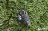 Kleine wintervlinder (Operophtera brumata)
