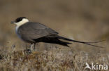 Kleinste Jager (Stercorarius longicaudus)