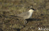 Kleinste Jager (Stercorarius longicaudus)