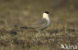 Kleinste Jager (Stercorarius longicaudus)