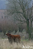 Cow (Bos domesticus)