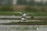 Black-headed Gull (Larus ridibundus)