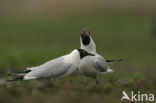 Black-headed Gull (Larus ridibundus)