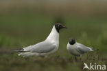 Black-headed Gull (Larus ridibundus)