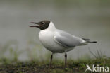 Black-headed Gull (Larus ridibundus)