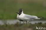 Black-headed Gull (Larus ridibundus)