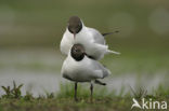 Black-headed Gull (Larus ridibundus)