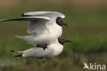 Black-headed Gull (Larus ridibundus)