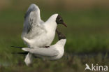 Black-headed Gull (Larus ridibundus)