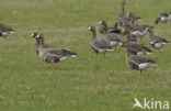 White-fronted goose (Anser albifrons)
