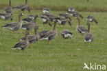 White-fronted goose (Anser albifrons)