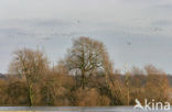 White-fronted goose (Anser albifrons)