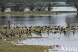 White-fronted goose (Anser albifrons)