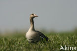 White-fronted goose (Anser albifrons)