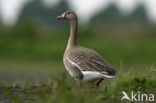 White-fronted goose (Anser albifrons)