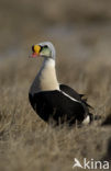 King Eider (Somateria spectabilis)