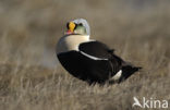 King Eider (Somateria spectabilis)