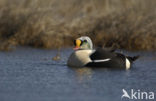 King Eider (Somateria spectabilis)