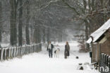 Koninklijke houtvesterij het Loo