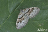 Flame Carpet (Xanthorhoe designata)