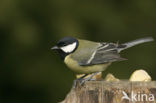 Great Tit (Parus major)