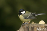 Great Tit (Parus major)