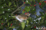 Koperwiek (Turdus iliacus)