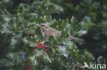 Koperwiek (Turdus iliacus)