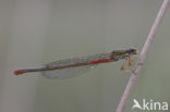 Small Red Damselfly (Ceriagrion tenellum f. typica)