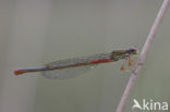 Koraaljuffer (Ceriagrion tenellum f. typica)