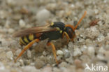 Kortsprietwespbij (Nomada fucata)