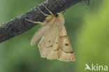 Scalloped Oak (Crocallis elinguaria)