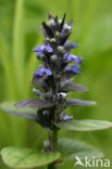 Kruipend zenegroen (Ajuga reptans)