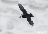 Tufted Puffin (Fratercula cirrhata)