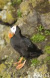 Tufted Puffin (Fratercula cirrhata)
