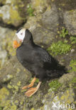 Tufted Puffin (Fratercula cirrhata)