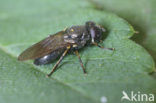 Kustgitje (Cheilosia vernalis)