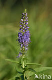 Long-leaved Speedwell (Veronica longifolia)