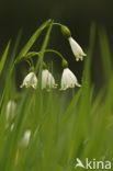 Lenteklokje (Leucojum vernum)