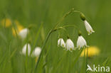 Lenteklokje (Leucojum vernum)