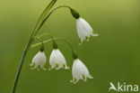 Lenteklokje (Leucojum vernum)