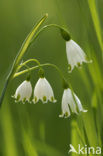 Lenteklokje (Leucojum vernum)