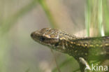 Viviparous Lizard (Zootoca vivipara)