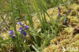 Liggende vleugeltjesbloem (Polygala serpyllifolia) 