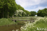 Hawthorn (Crataegus )